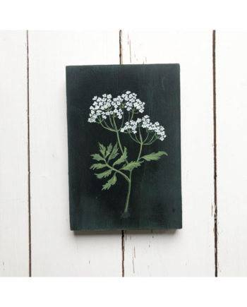 original painting by Sarah Becvar cow parsley