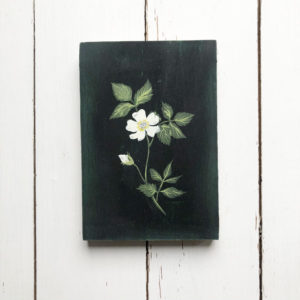 field rose painted by Sarah Becvar