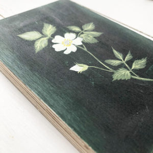 field rose painted by Sarah Becvar