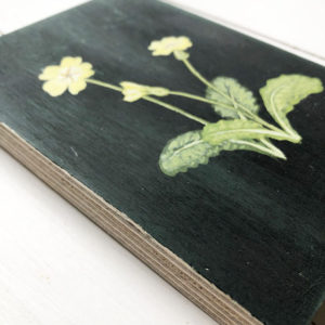 original painting of primroses by Sarah Becvar
